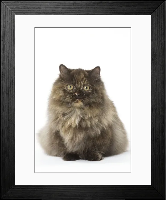 Framed Print : Picture No. 12010035 Framed Print : Picture No. 12010035