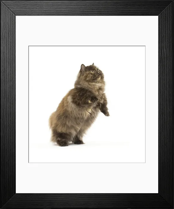 Framed Print : Picture No. 12010036 Framed Print : Picture No. 12010036