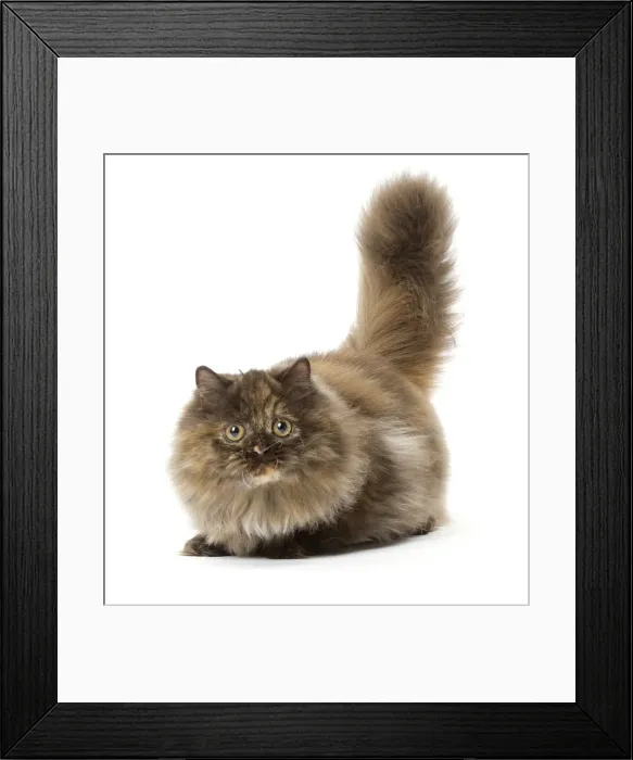 Framed Print : Picture No. 12010037
