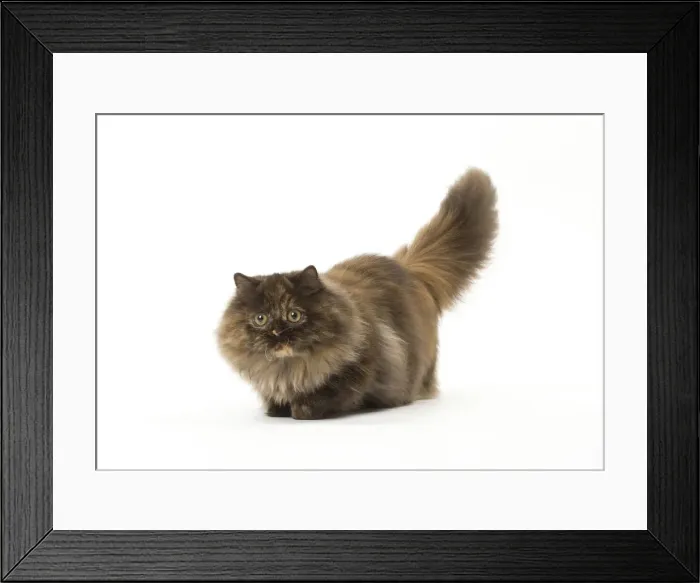 Framed Print : Picture No. 12010038 Framed Print : Picture No. 12010038
