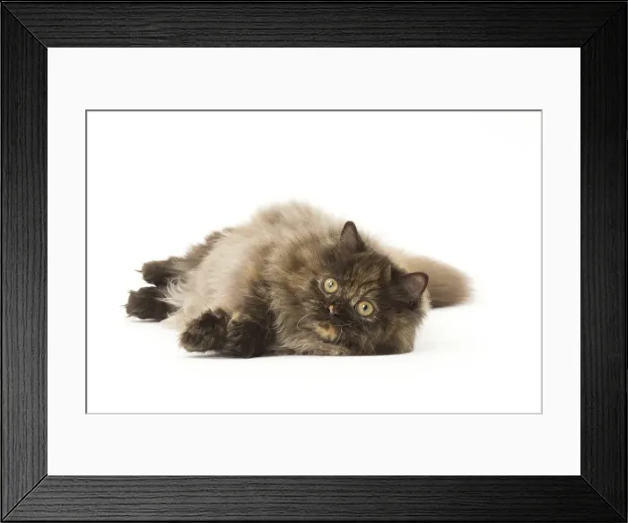 Framed Print : Picture No. 12010039 Framed Print : Picture No. 12010039