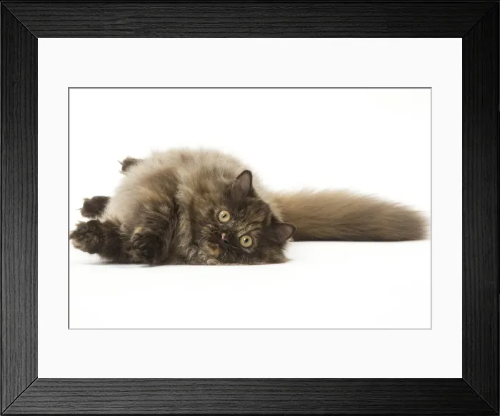 Framed Print : Picture No. 12010040 Framed Print : Picture No. 12010040