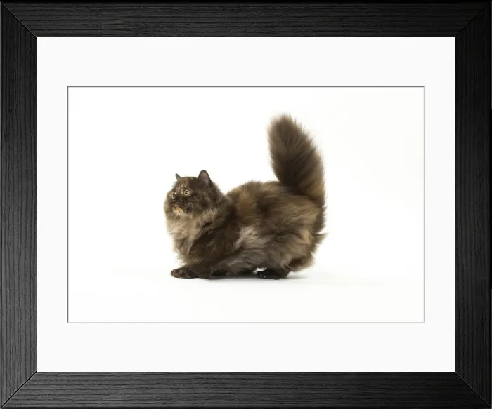 Framed Print : Picture No. 12010041 Framed Print : Picture No. 12010041