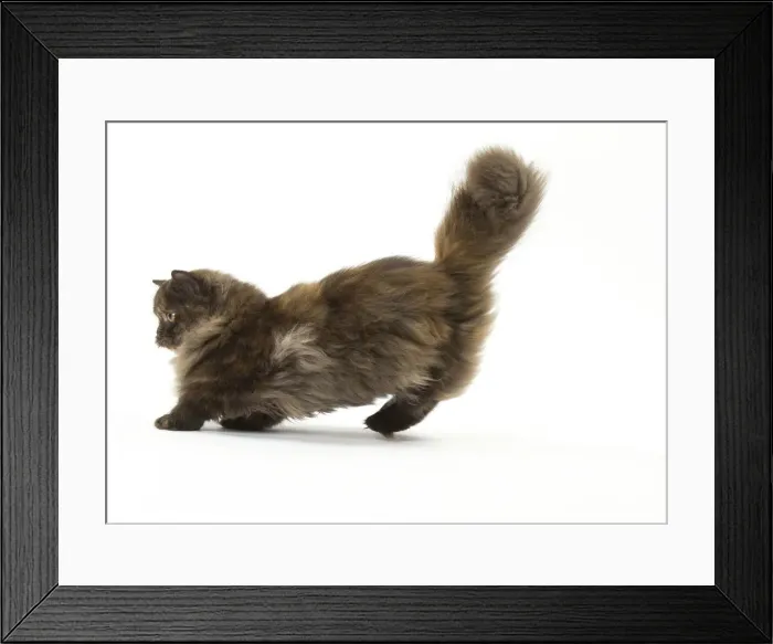 Framed Print : Picture No. 12010042 Framed Print : Picture No. 12010042