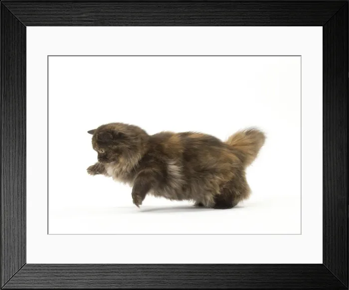 Framed Print : Picture No. 12010043 Framed Print : Picture No. 12010043