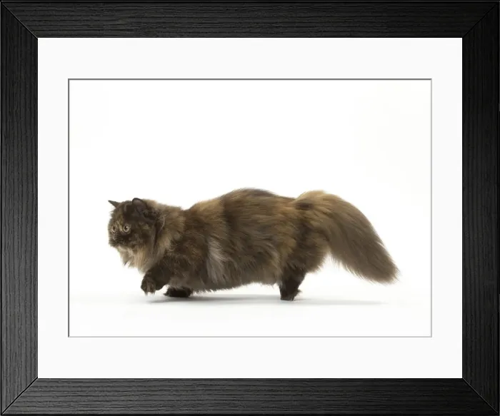Framed Print : Picture No. 12010044 Framed Print : Picture No. 12010044