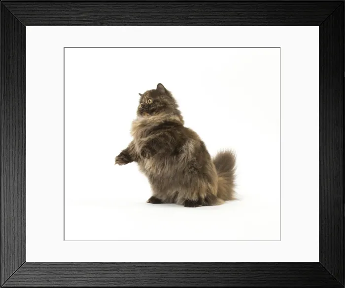Framed Print : Picture No. 12010046 Framed Print : Picture No. 12010046