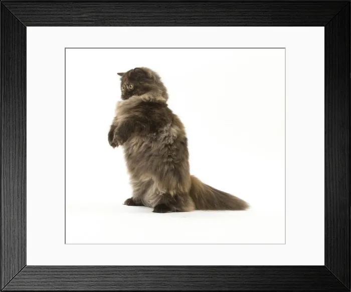 Framed Print : Picture No. 12010045 Framed Print : Picture No. 12010045