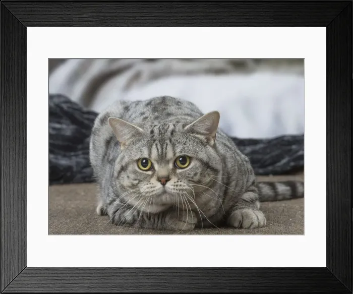 Framed Print : Picture No. 12010047 Framed Print : Picture No. 12010047