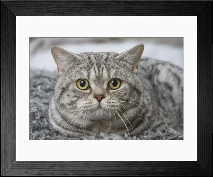 Framed Print : Picture No. 12010049 Framed Print : Picture No. 12010049