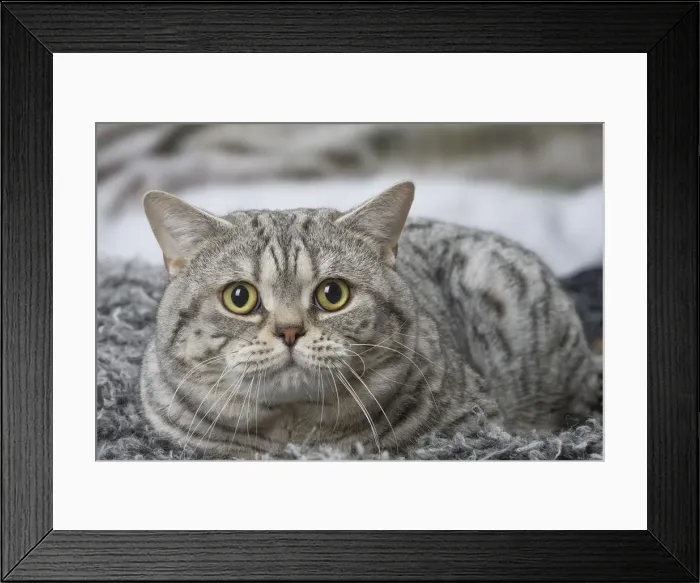 Framed Print : Picture No. 12010050 Framed Print : Picture No. 12010050