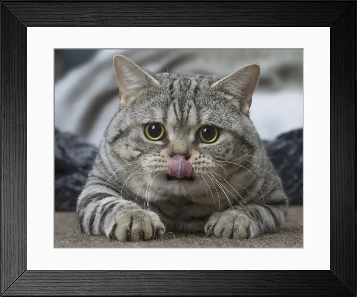 Framed Print : Picture No. 12010051 Framed Print : Picture No. 12010051
