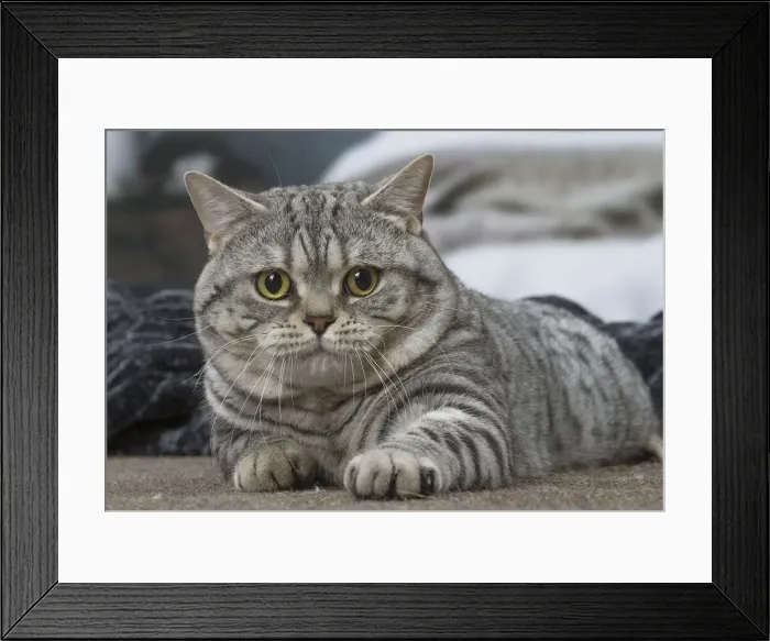 Framed Print : Picture No. 12010052 Framed Print : Picture No. 12010052