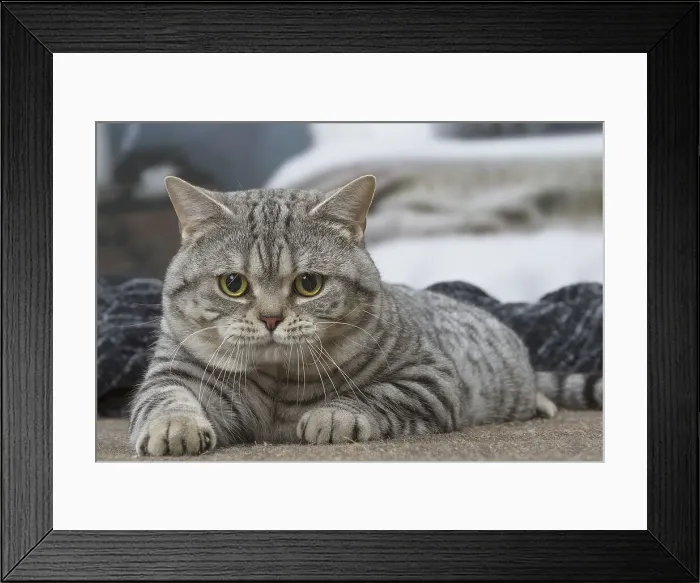 Framed Print : Picture No. 12010053 Framed Print : Picture No. 12010053