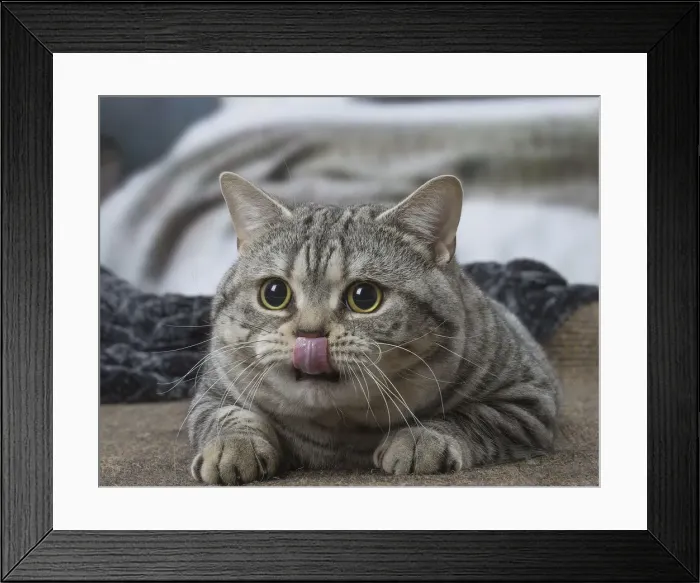Framed Print : Picture No. 12010054 Framed Print : Picture No. 12010054