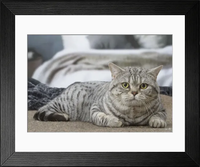 Framed Print : Picture No. 12010055 Framed Print : Picture No. 12010055