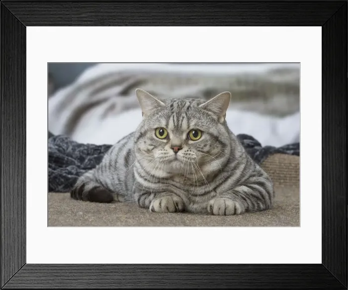 Framed Print : Picture No. 12010056 Framed Print : Picture No. 12010056