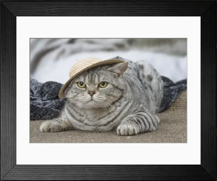 Framed Print : Picture No. 12010058 Framed Print : Picture No. 12010058