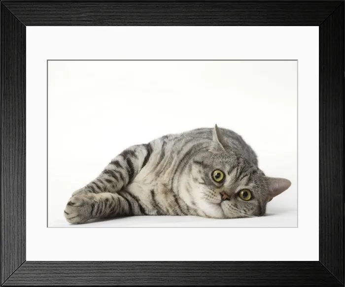 Framed Print : Picture No. 12010061 Framed Print : Picture No. 12010061