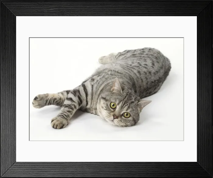 Framed Print : Picture No. 12010062 Framed Print : Picture No. 12010062