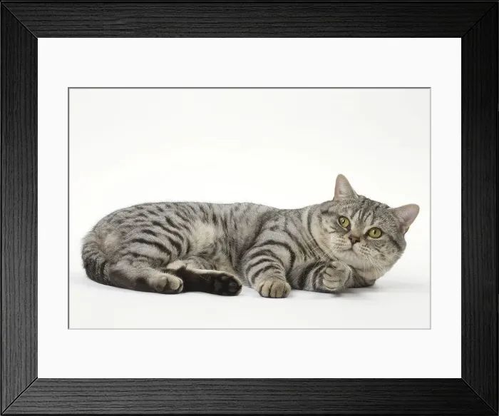 Framed Print : Picture No. 12010063 Framed Print : Picture No. 12010063