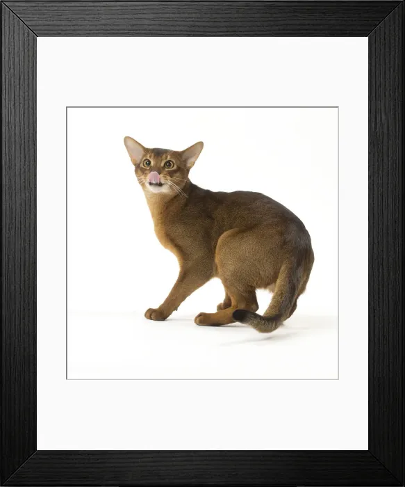Framed Print : Picture No. 12010064 Framed Print : Picture No. 12010064