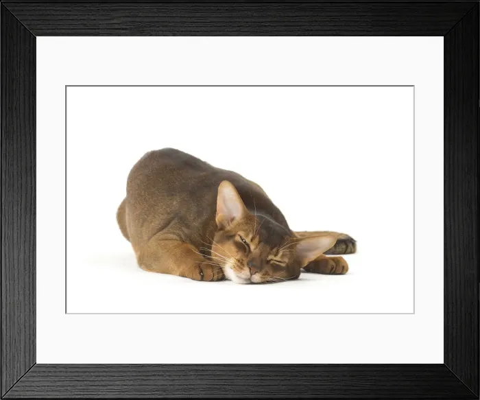 Framed Print : Picture No. 12010065 Framed Print : Picture No. 12010065