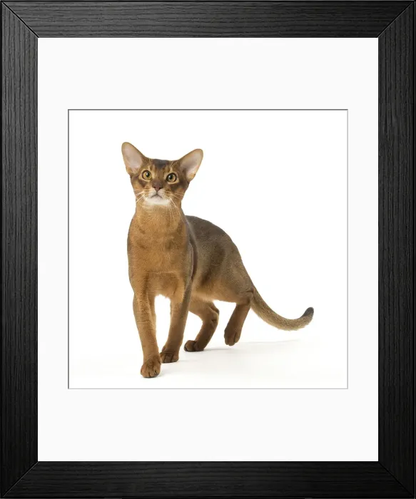 Framed Print : Picture No. 12010067 Framed Print : Picture No. 12010067