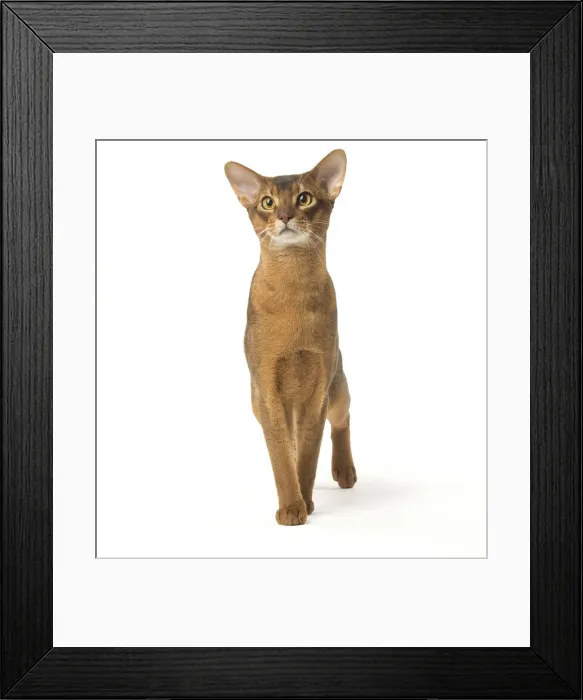 Framed Print : Picture No. 12010068 Framed Print : Picture No. 12010068