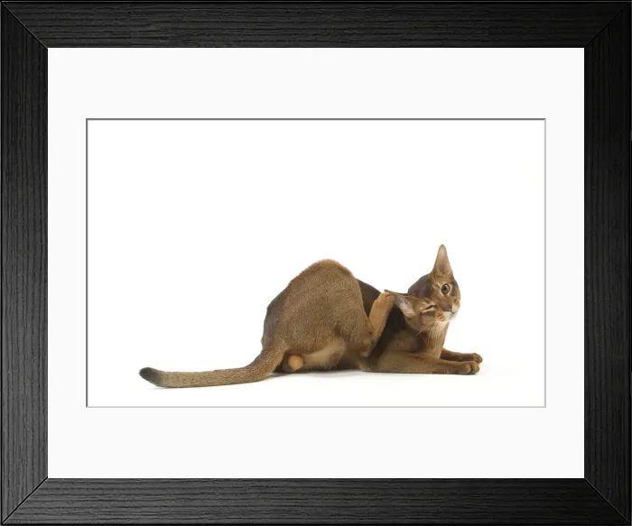 Framed Print : Picture No. 12010069 Framed Print : Picture No. 12010069