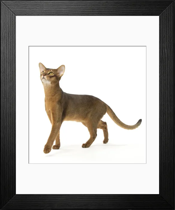 Framed Print : Picture No. 12010071 Framed Print : Picture No. 12010071