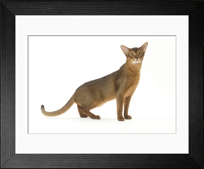 Framed Print : Picture No. 12010072 Framed Print : Picture No. 12010072