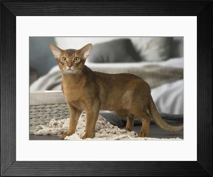 Framed Print : Picture No. 12010073 Framed Print : Picture No. 12010073