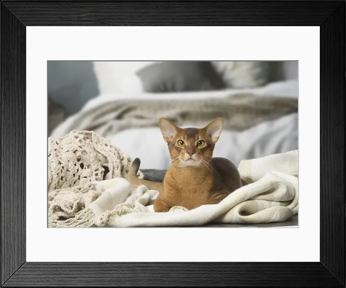 Framed Print : Picture No. 12010075 Framed Print : Picture No. 12010075