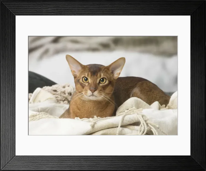 Framed Print : Picture No. 12010077 Framed Print : Picture No. 12010077