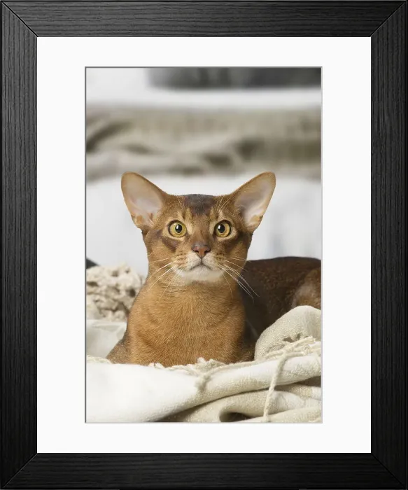 Framed Print : Picture No. 12010078 Framed Print : Picture No. 12010078