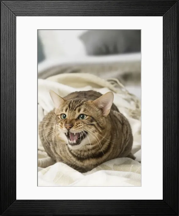Framed Print : Picture No. 12010080 Framed Print : Picture No. 12010080