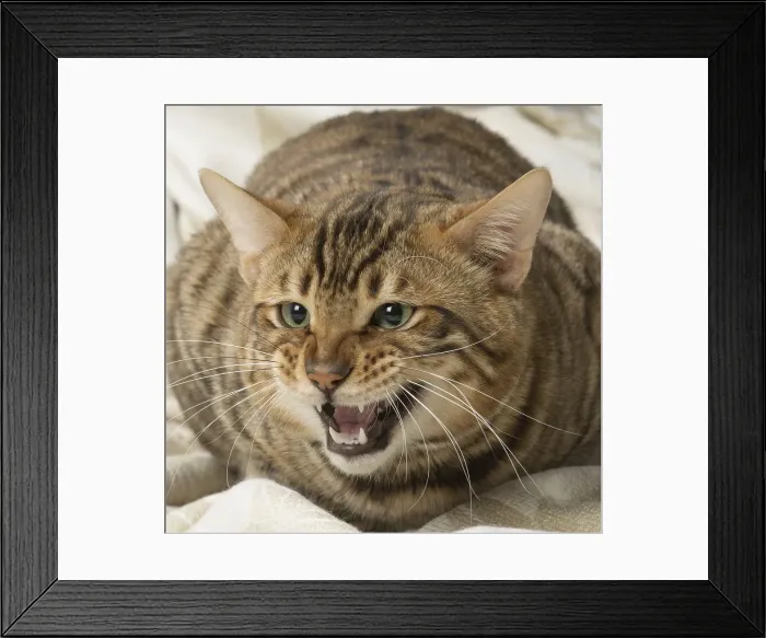 Framed Print : Picture No. 12010081 Framed Print : Picture No. 12010081
