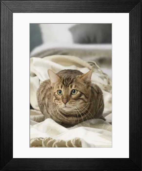 Framed Print : Picture No. 12010082 Framed Print : Picture No. 12010082