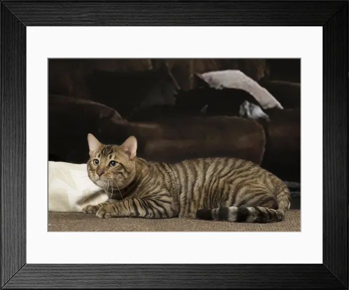 Framed Print : Picture No. 12010083 Framed Print : Picture No. 12010083
