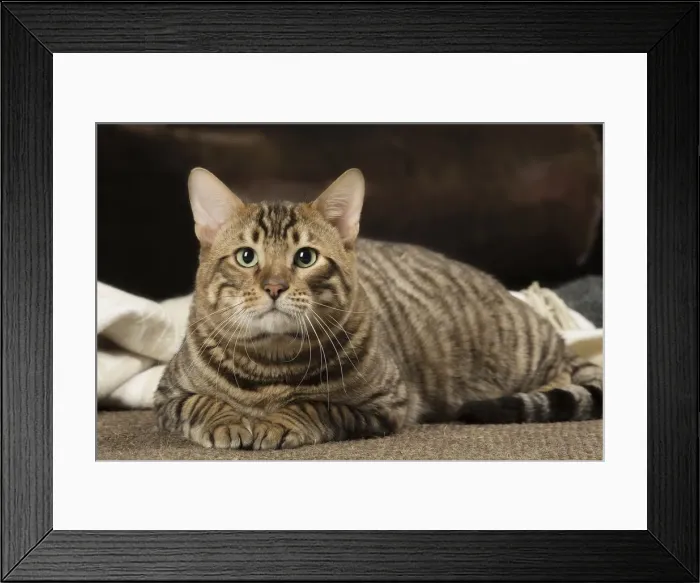 Framed Print : Picture No. 12010084 Framed Print : Picture No. 12010084