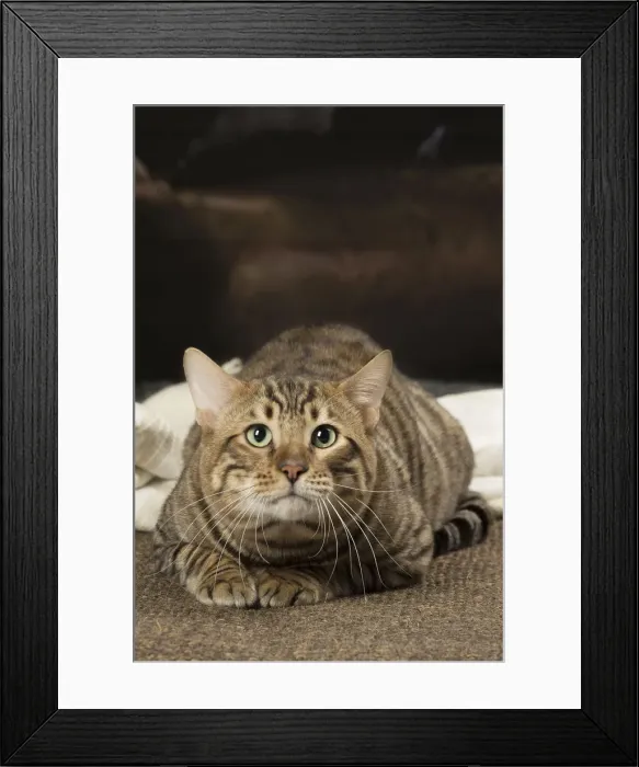 Framed Print : Picture No. 12010085 Framed Print : Picture No. 12010085