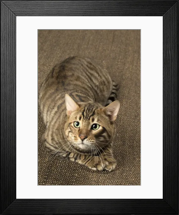 Framed Print : Picture No. 12010086 Framed Print : Picture No. 12010086