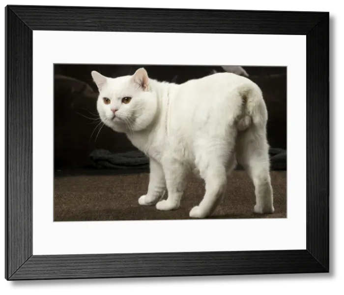 Framed Print : Picture No. 12010087 Framed Print : Picture No. 12010087