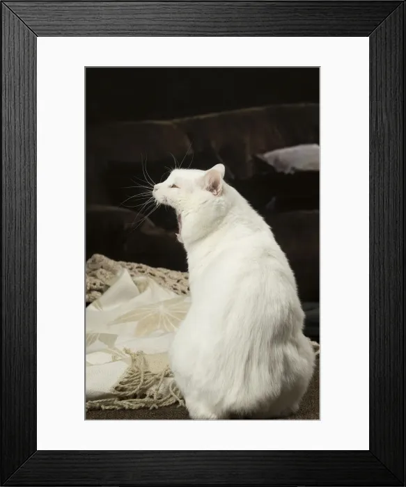 Framed Print : Picture No. 12010088 Framed Print : Picture No. 12010088