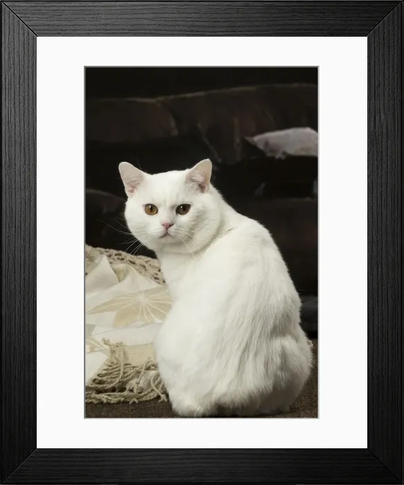 Framed Print : Picture No. 12010089 Framed Print : Picture No. 12010089