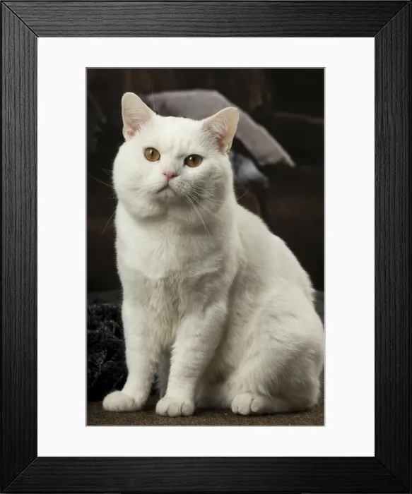 Framed Print : Picture No. 12010090 Framed Print : Picture No. 12010090