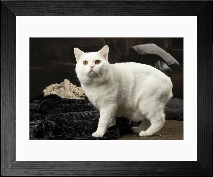 Framed Print : Picture No. 12010091 Framed Print : Picture No. 12010091