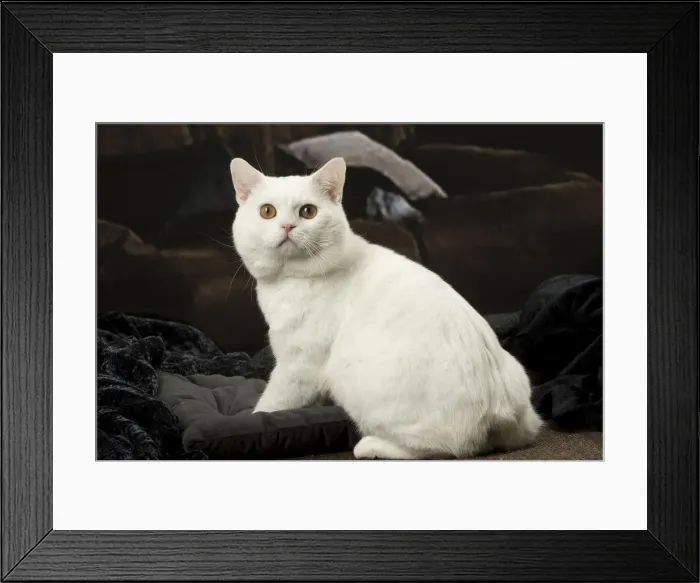 Framed Print : Picture No. 12010092 Framed Print : Picture No. 12010092