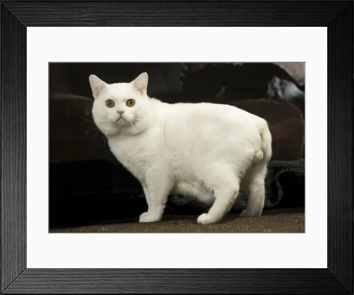 Framed Print : Picture No. 12010093 Framed Print : Picture No. 12010093